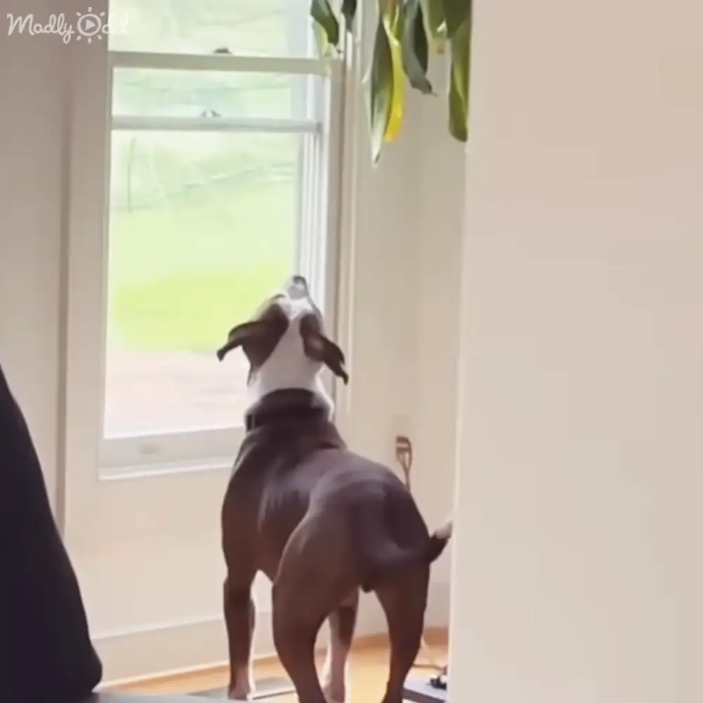 An adult dog with short, predominantly black fur and white markings on its chest and face stands indoors near a window with natural light, suggesting it might be spring or summer.