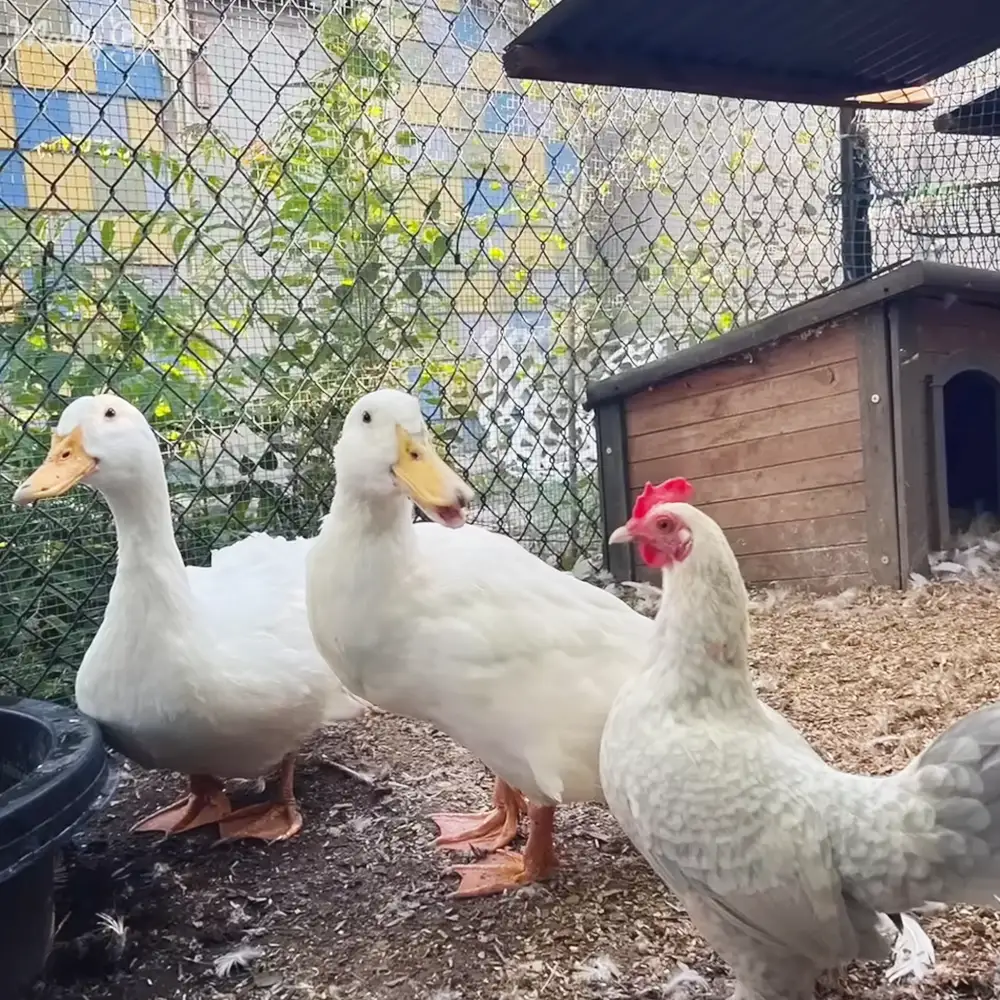 Two white ducks with orange beaks and feet, one chicken with a red comb and wattle in an outdoor enclosure surrounded by greenery and a wooden coop structure.