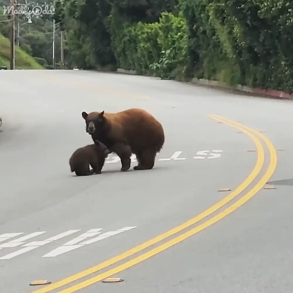 Two bears, adult brown bear with cub, near a road in an outdoor setting during spring or summer, possibly overcast light.