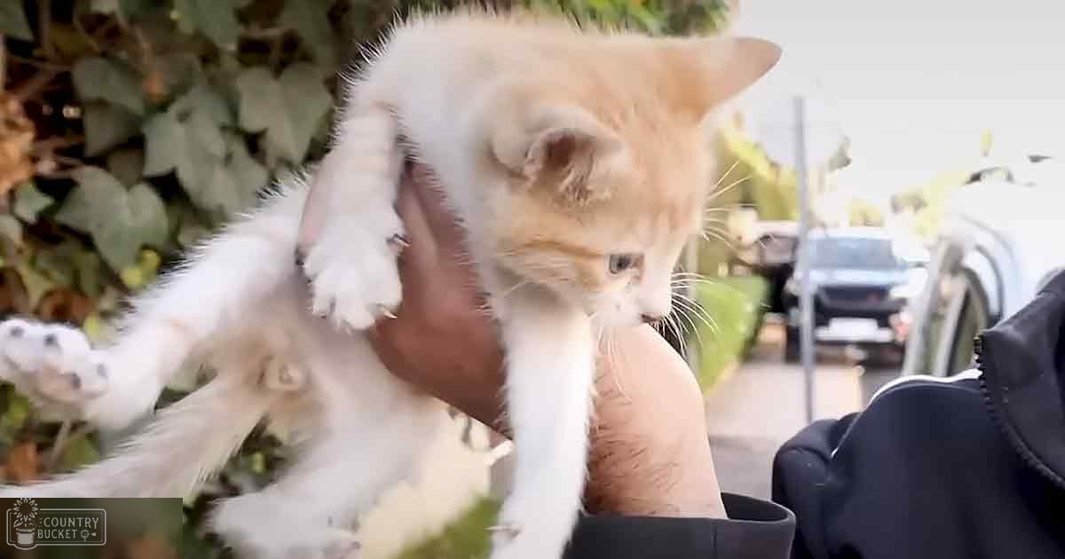 A light orange and white kitten being held outdoors amidst greenery with parked cars in the background during spring or summer.