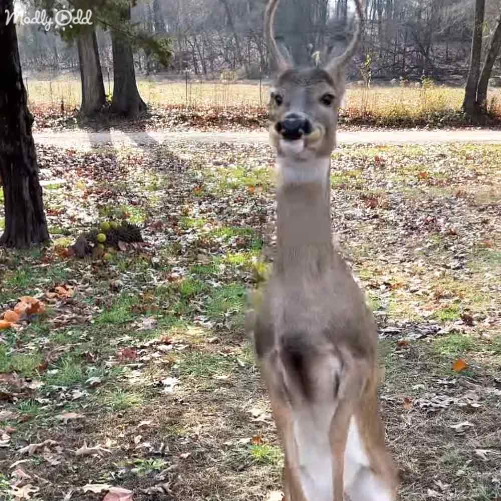 An adult buck deer with antlers in an outdoor park or wooded area, surrounded by trees and grass covered in autumn leaves.