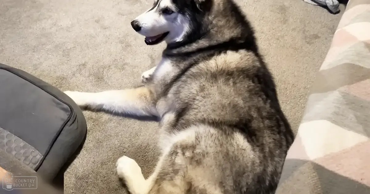 A Siberian Husky with gray and white fur lies down indoors, possibly in a living room. The natural setting suggests daytime light coming from an unseen source.