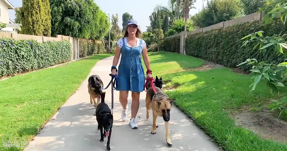 A woman walking two German Shepherds in a suburban neighborhood during summer, with green lawns and trees lining the sidewalk.