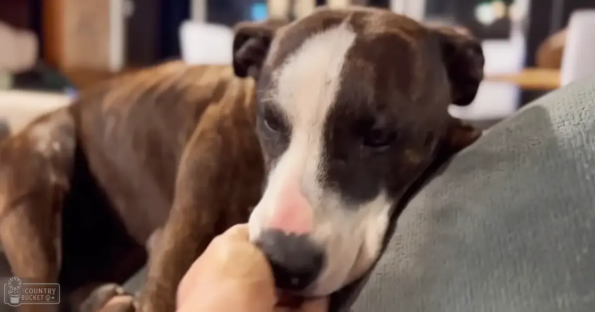 A Boxer dog with a brown and white coat, distinct facial markings, indoors at evening or night in a home setting.