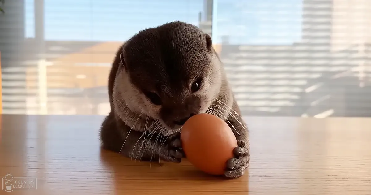 An adult otter with dark fur and a lighter underbelly, holding an egg on a wooden table indoors, possibly in a home environment.