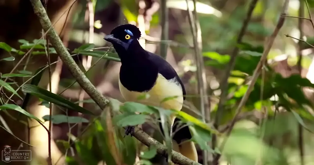 An Andean crested jay with a distinctive blue crest and bright yellow underparts perched amidst dense forest foliage.