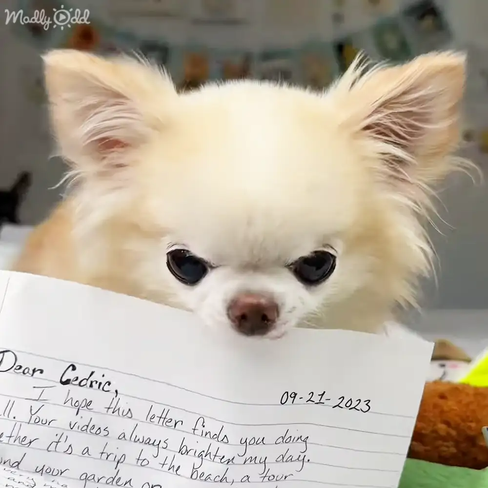 A small white Chihuahua with large ears, possibly an adult, inside a home setting with shelves and toys visible in the background.
