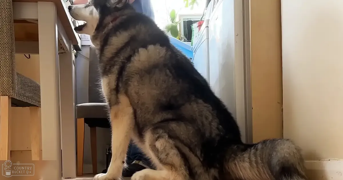 A large Husky or Malamute with a thick coat of black, white, and gray fur indoors in a home setting with natural light.