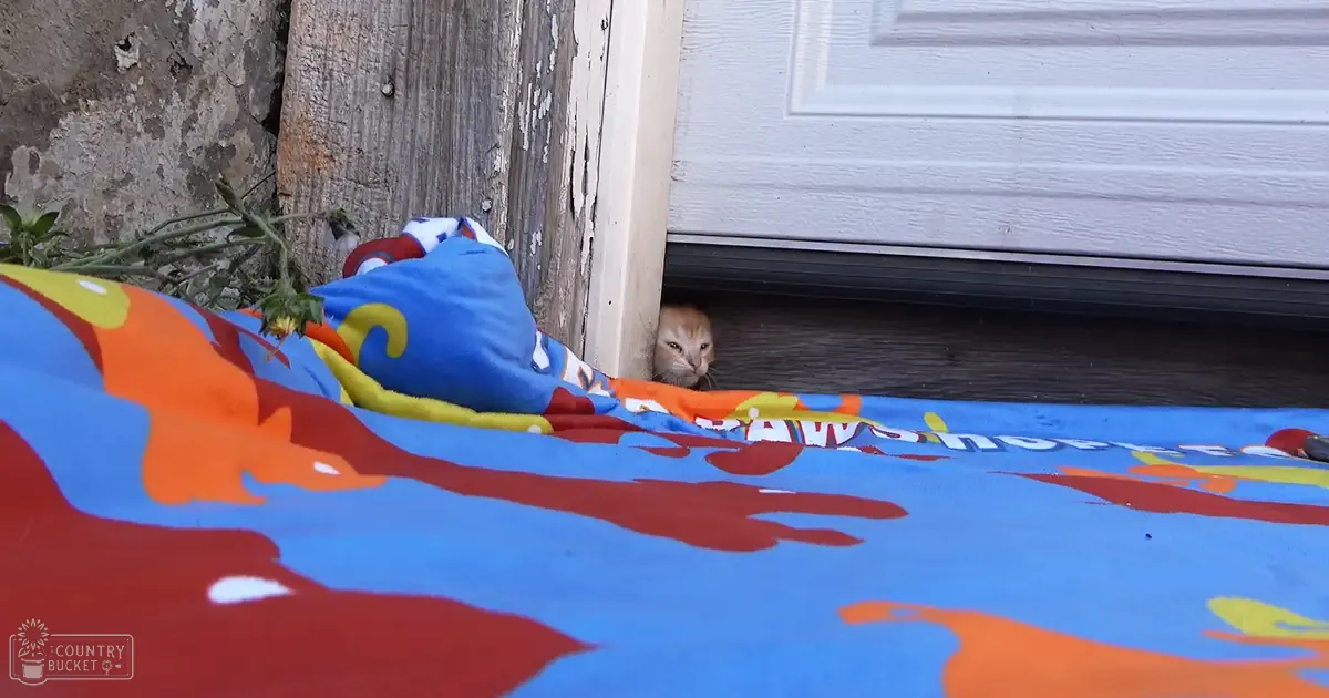 A curious kitten with light brown fur and white markings outside near a door on a colorful blanket under natural daylight, amidst greenery and an old wooden structure.