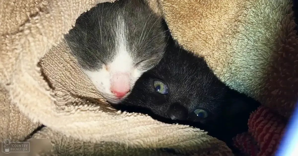Two kittens with black fur and white markings on a textured beige blanket indoors under soft evening light.