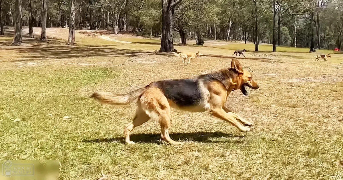 An adult German Shepherd dog with a black-and-tan coat in an open park or forested area with scattered trees and grassy ground, midday light casting soft shadows.