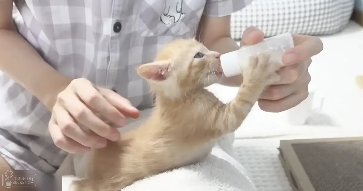 A young adult female, wearing a light gray and white checkered shirt, bottle-feeds a very young Domestic Shorthair kitten with cream-colored fur on an indoor setting under natural daylight.