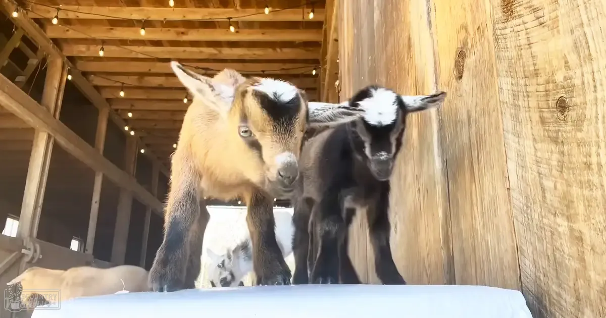 Two juvenile goats with light brown and white markings, one darker with white patches on its face, inside a barn with wooden walls and beams; string lights hang from the ceiling.