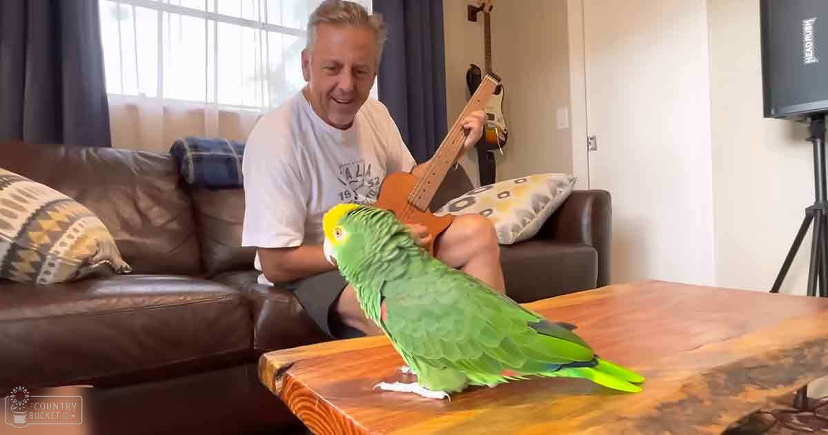 A middle-aged man wearing a 'VALLA 78' T-shirt holds an acoustic guitar in a living room with a green Amazon parrot perched nearby. The setting includes a brown leather couch, patterned cushions, and natural daylight streaming through curtains.