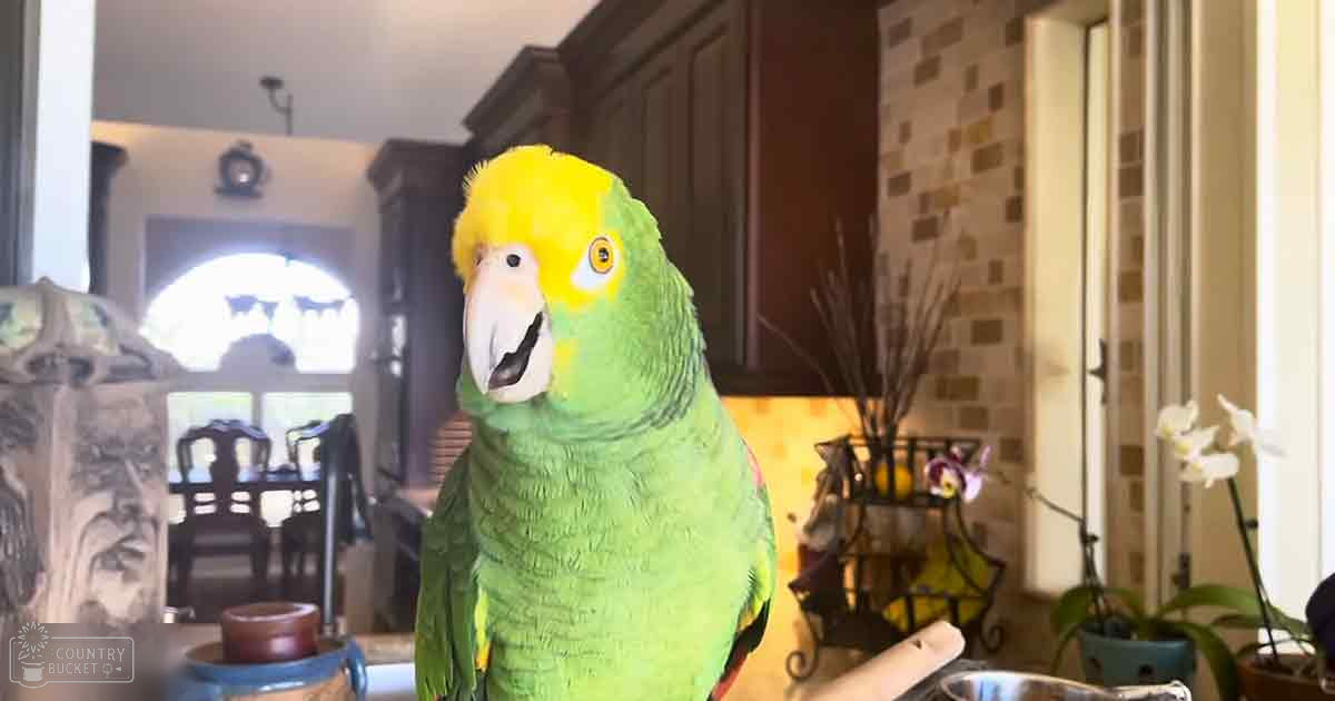 A bright green parrot with yellow head markings perches in a home kitchen setting, surrounded by natural daylight and spring or summer decor.