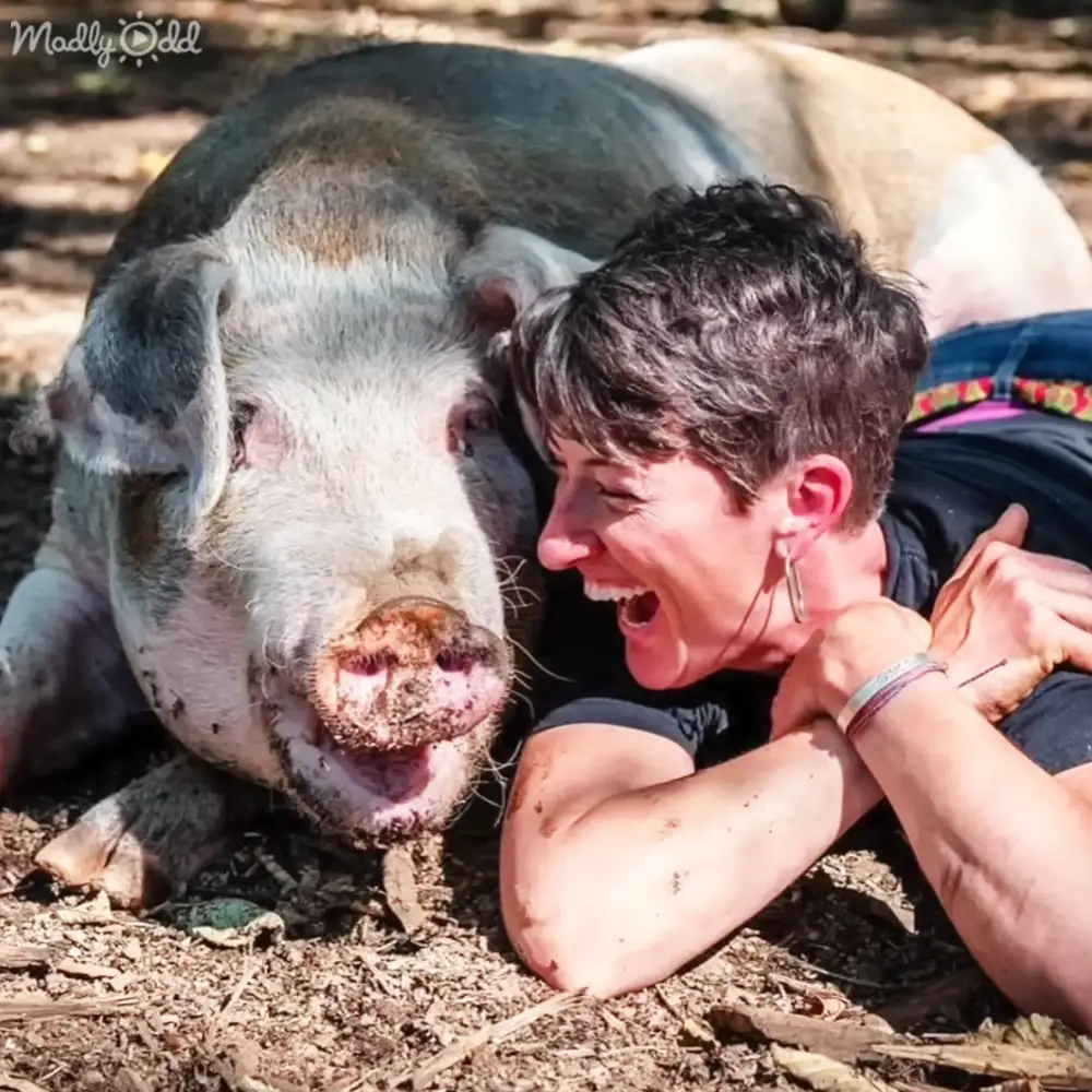 A pig with white patches and dark gray or black markings stands outdoors on a farm-like setting under clear daylight.