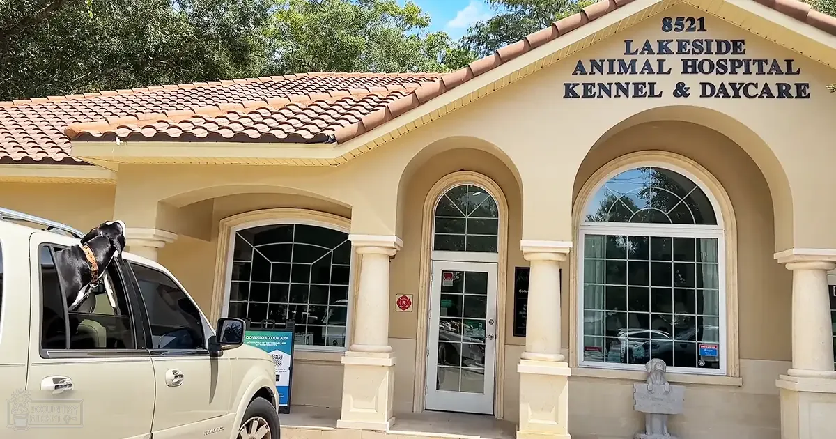 A black and white dog leans out of a beige car window at Lakeside Animal Hospital, with large windows, decorative columns, and tiled roof visible in the background.