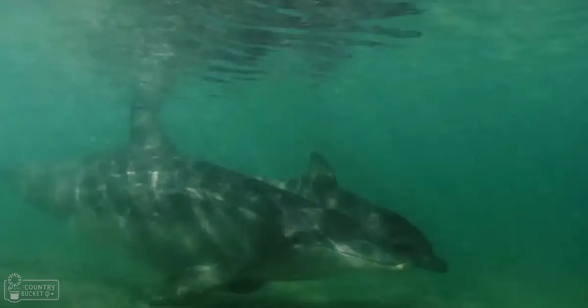 A dolphin with dark gray markings and lighter patches swims in clear, varying shades of green and blue water under natural sunlight.