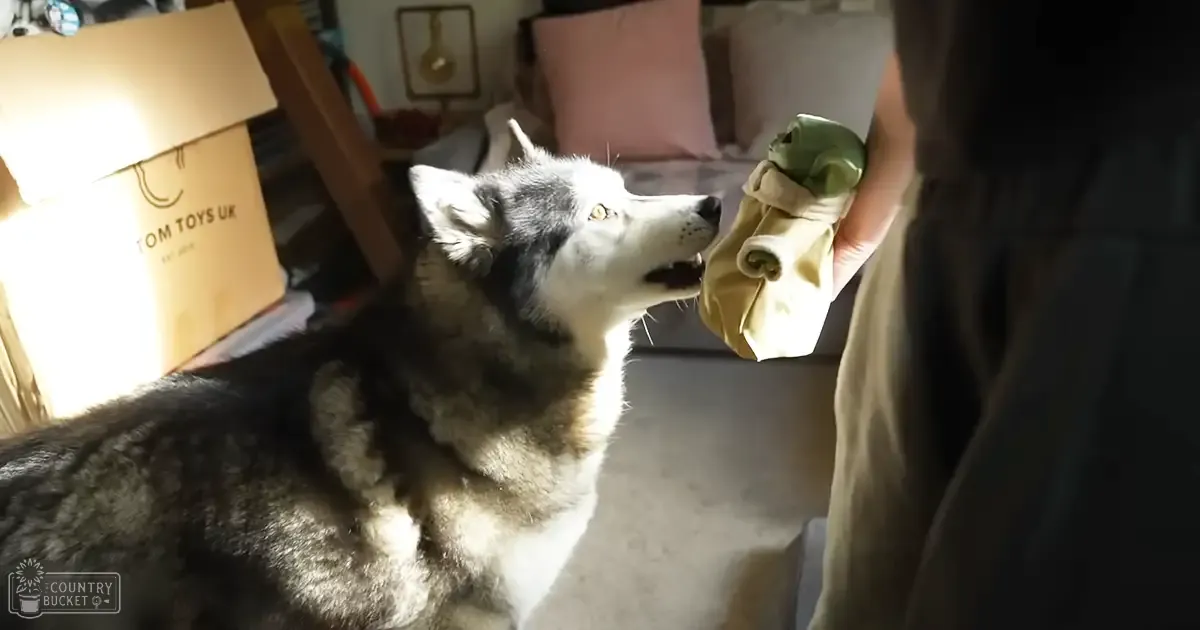 A husky dog with distinct markings of white and dark fur, indoors in a living room setting with natural light.