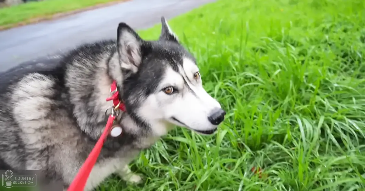 A Siberian Husky with black and white fur stands outdoors in a grassy area near a paved road on a bright, sunny day during spring or summer.