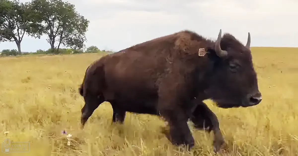 A dark brown adult bison stands in an open field with dry grass, trees, and a cloudy sky.