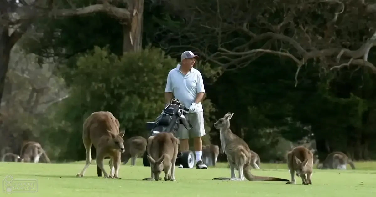 A middle-aged to older male golfer in a light blue polo shirt, white shorts, and gray baseball cap on a golf course with kangaroos near lush green grass under soft daytime light.