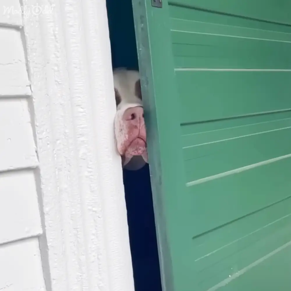 A pig with white fur peeking out from behind a partially open green door in an outdoor setting during daytime.