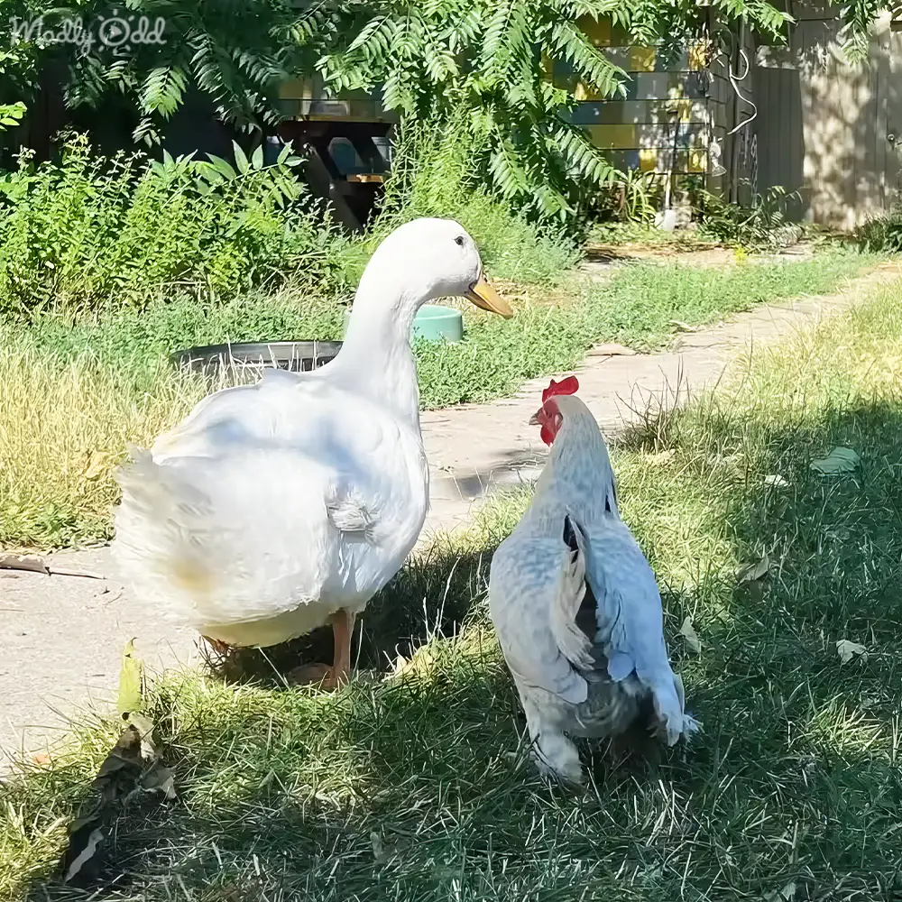 White duck and chicken resting in a lush, sunlit outdoor area with grass, pathway, trees, and bright summer light.