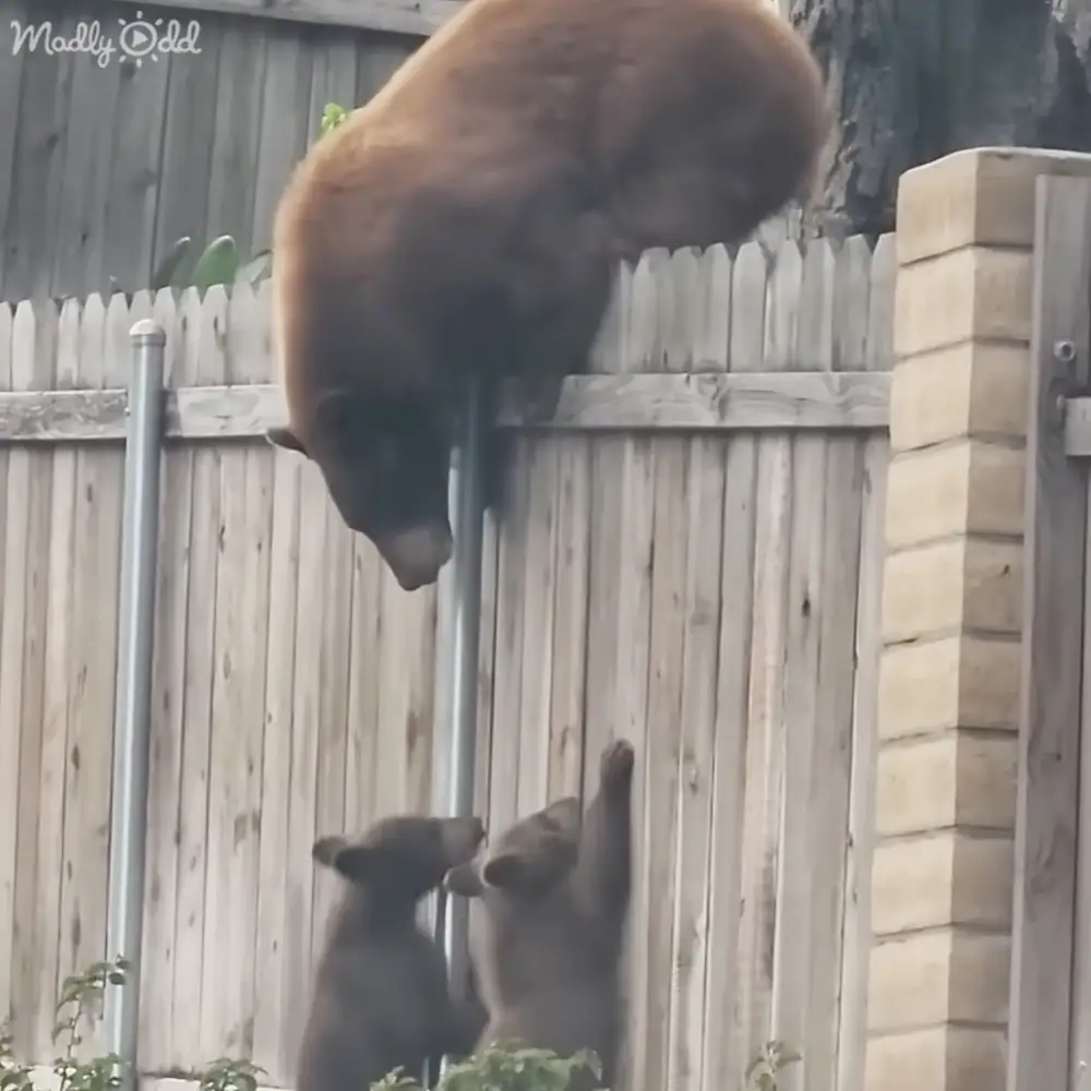 Two brown bears interacting in an outdoor residential area with a wooden fence and some greenery around.