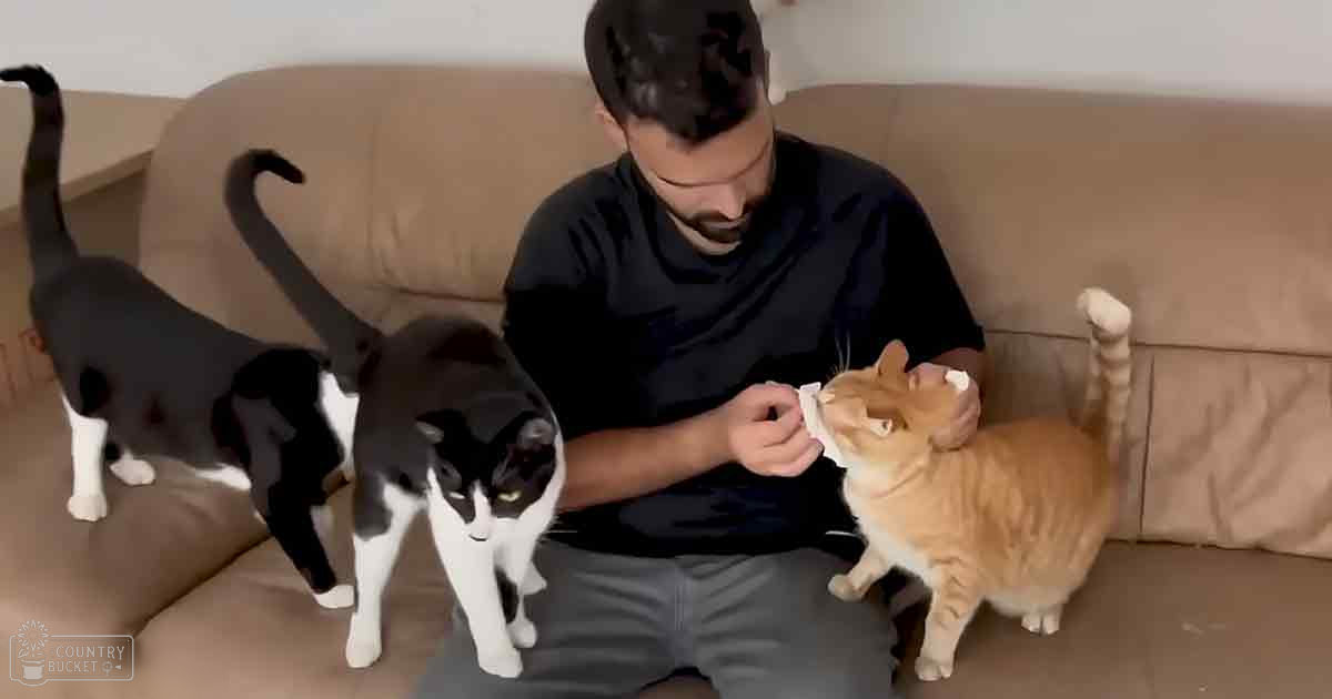 An adult male interacts with tabby and mixed-breed cats in a living room setting.