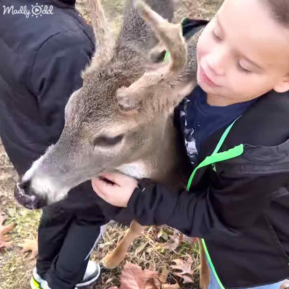 A child holds a juvenile white-tailed deer in an outdoor grassy setting with scattered leaves and dry grass, indicating autumn.