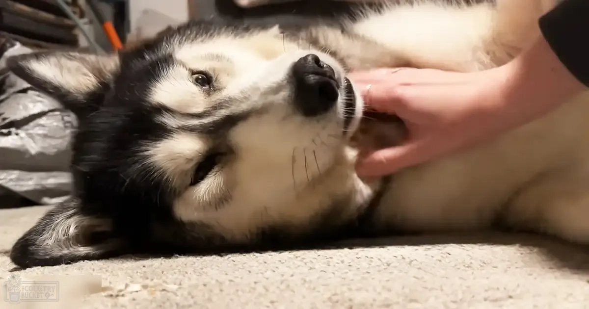 An adult female dog, likely a Husky, with black and white markings, indoors on a beige carpet being gently petted by an unseen person in a dark t-shirt.