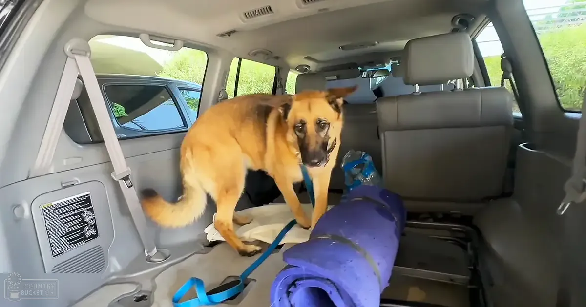 A German Shepherd with tan fur and black markings sits inside a gray SUV, surrounded by outdoor greenery on a sunny day.