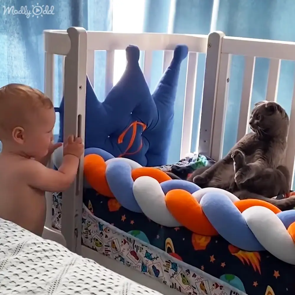 An adult grayish-brown Scottish Fold cat with folded ears and textured fur resting on a white crib in a softly lit bedroom setting.