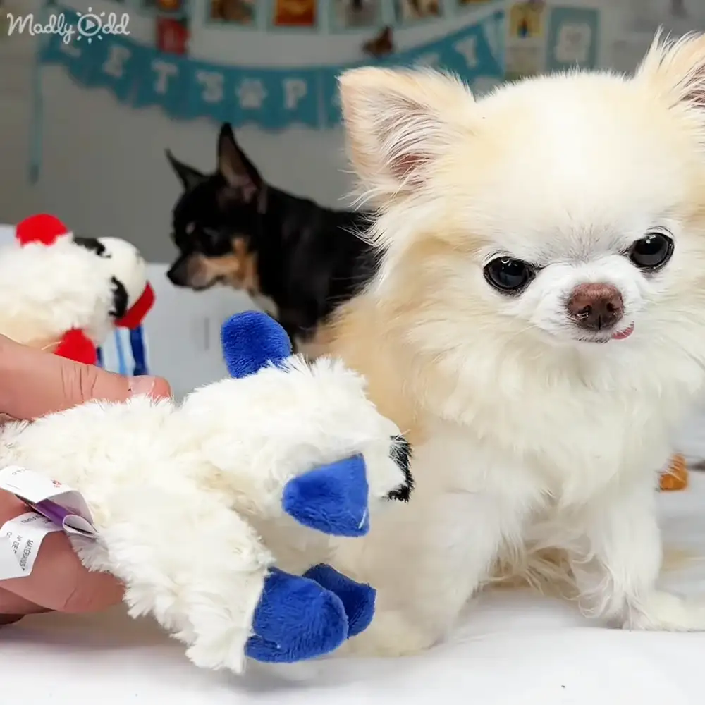 A small white Chihuahua with fluffy fur and large dark eyes stands in an indoor setting, possibly a pet shop, alongside another smaller black dog. A hand holds a new or unused plush toy with blue accents.