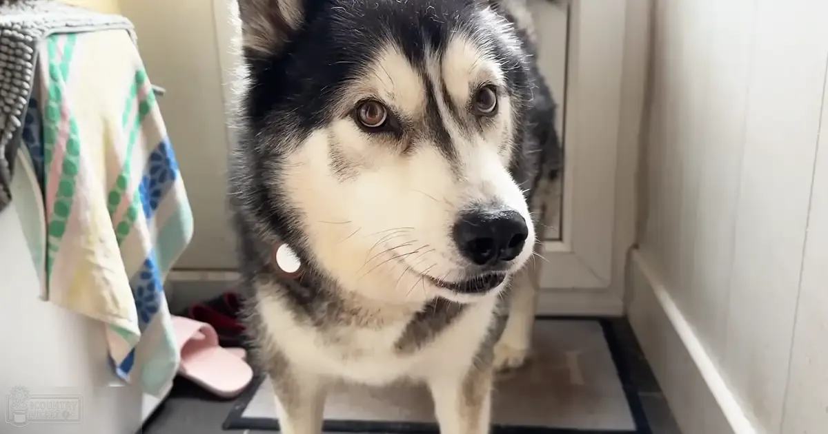A Husky with black and white fur indoors, surrounded by patterned towels, pink slippers, and neutral-toned furniture.