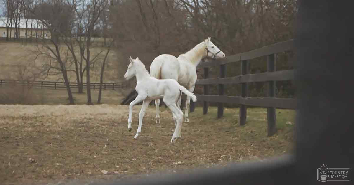 A white horse with its foal in a rural outdoor setting enclosed by a wooden fence, surrounded by bare trees indicating late fall or early spring, under possibly overcast light.