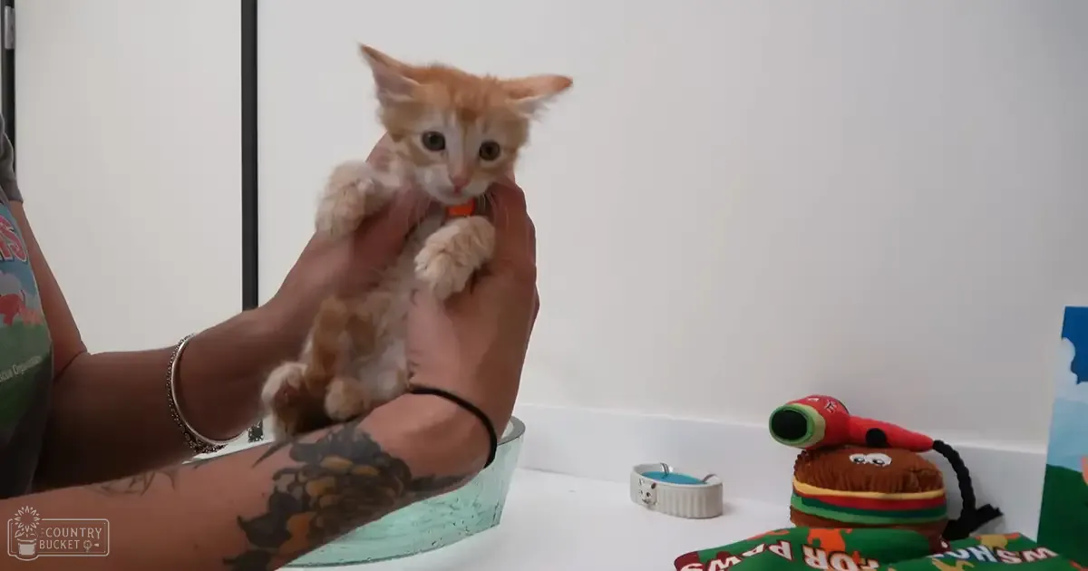 An adult holding a tabby kitten indoors near a red hairdryer and white bowl.