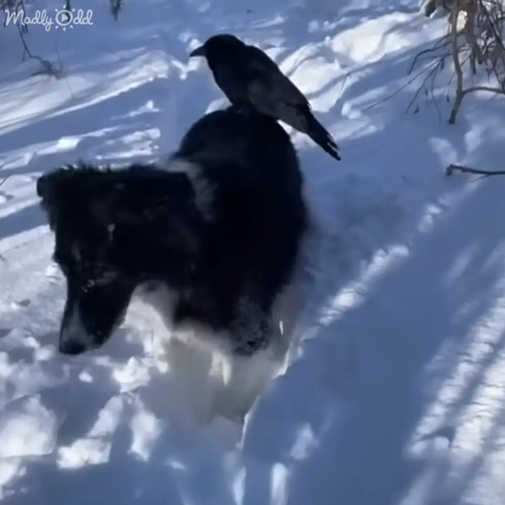 A black dog with a dark-feathered bird perched on its back in a snowy outdoor winter landscape, tracks visible in the snow, light suggesting daytime or early morning/late afternoon