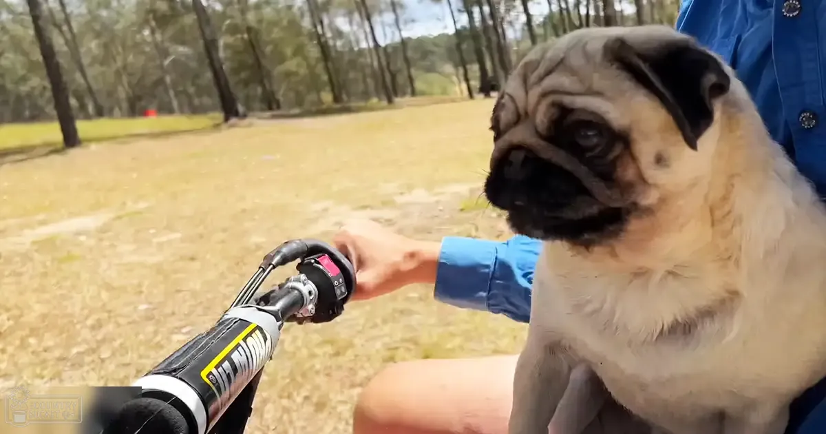 A pug dog, an adult male in a blue jacket, stands outdoors in a park-like setting with greenery and trees. A bicycle handlebar is visible nearby.