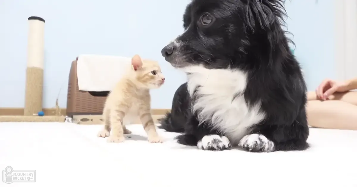 An adult black-and-white dog interacting with an orange tabby kitten in a home setting, surrounded by furniture like a scratching post and cat tree.