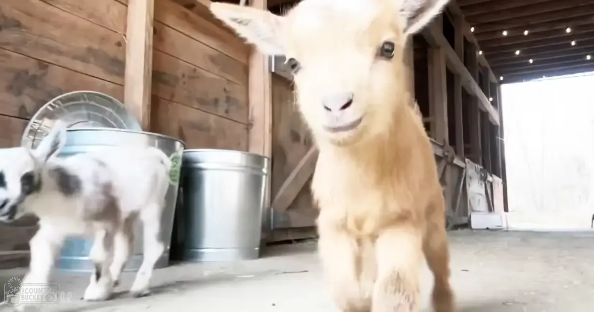 Two baby goats with light brown and white fur in a rustic barn setting with natural daylight streaming through.