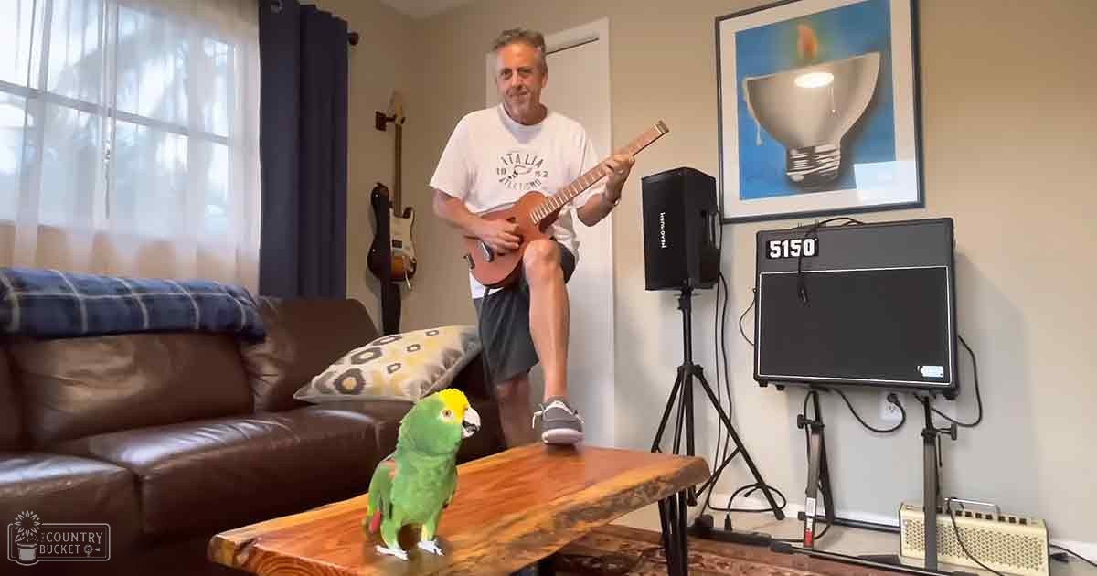 A middle-aged adult male wearing a white t-shirt with 'Italia 1952' printed on it and dark shorts, playing guitar in his living room with a bright green Amazon parrot perched nearby. The setting includes wooden furniture, sheer curtains allowing natural light to filter through, suggesting daytime.