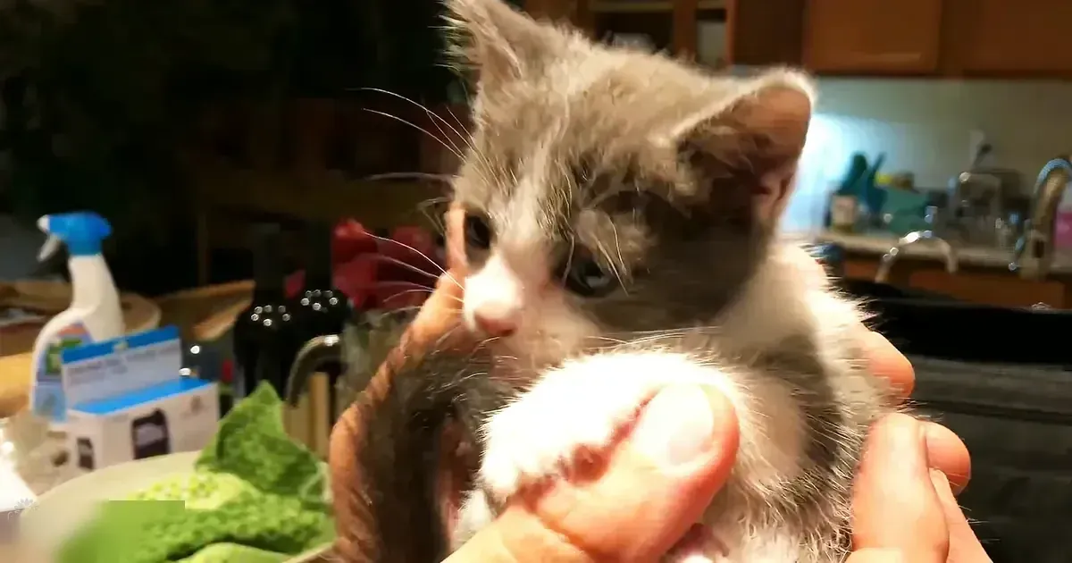 A young kitten with gray fur and white markings stands in a home kitchen, surrounded by everyday household items like cleaning products and utensils.