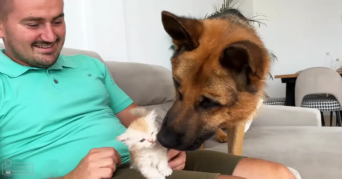 Middle-aged male in a teal polo shirt interacting with a German Shepherd mix dog and a white Persian kitten on an indoor gray couch, natural light filling the room.