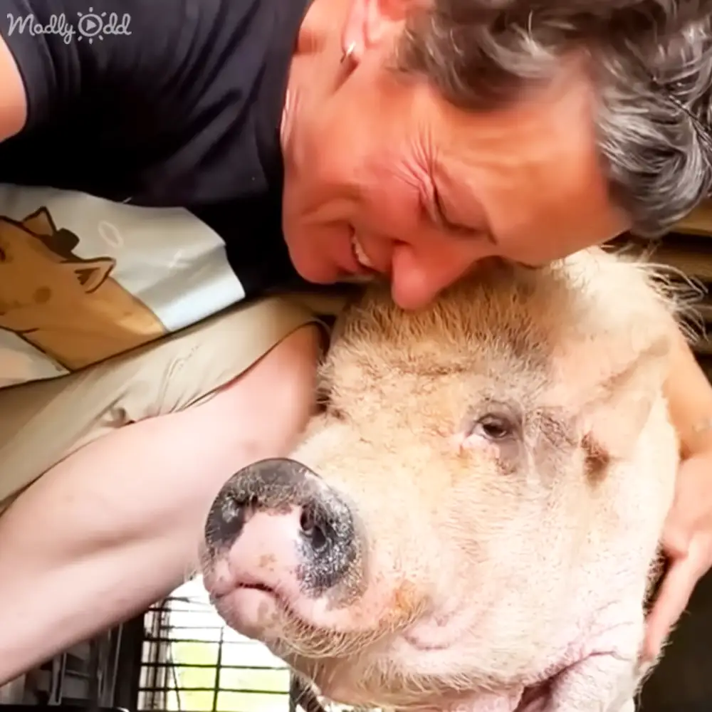 A domesticated pig being petted by an older adult in a home setting with natural lighting.