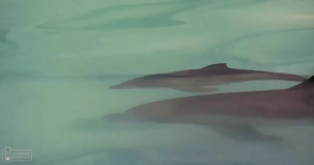 Dolphins swimming gracefully in a body of water, early morning or late afternoon light, soft greens and grays dominate