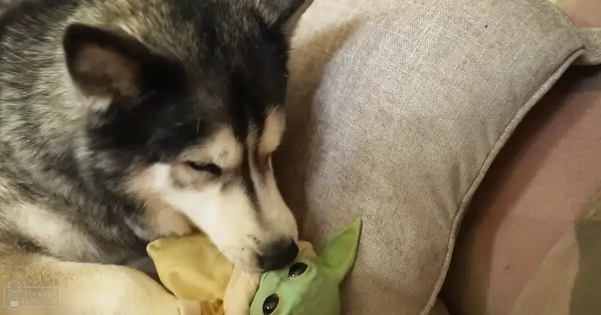 A husky-like dog with black, white, and gray markings in an indoor setting with beige cushioning.