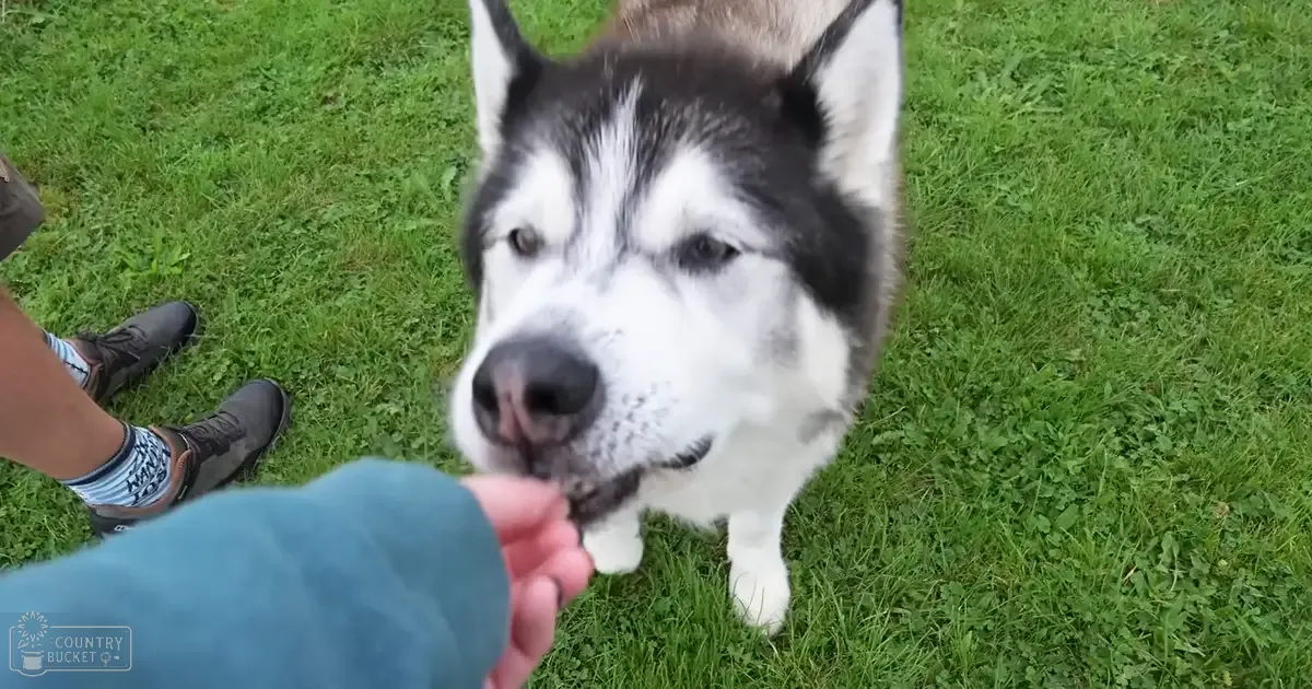 Adult male wearing teal shirt and brown boots interacts with a husky dog in an outdoor grassy area under natural daylight.