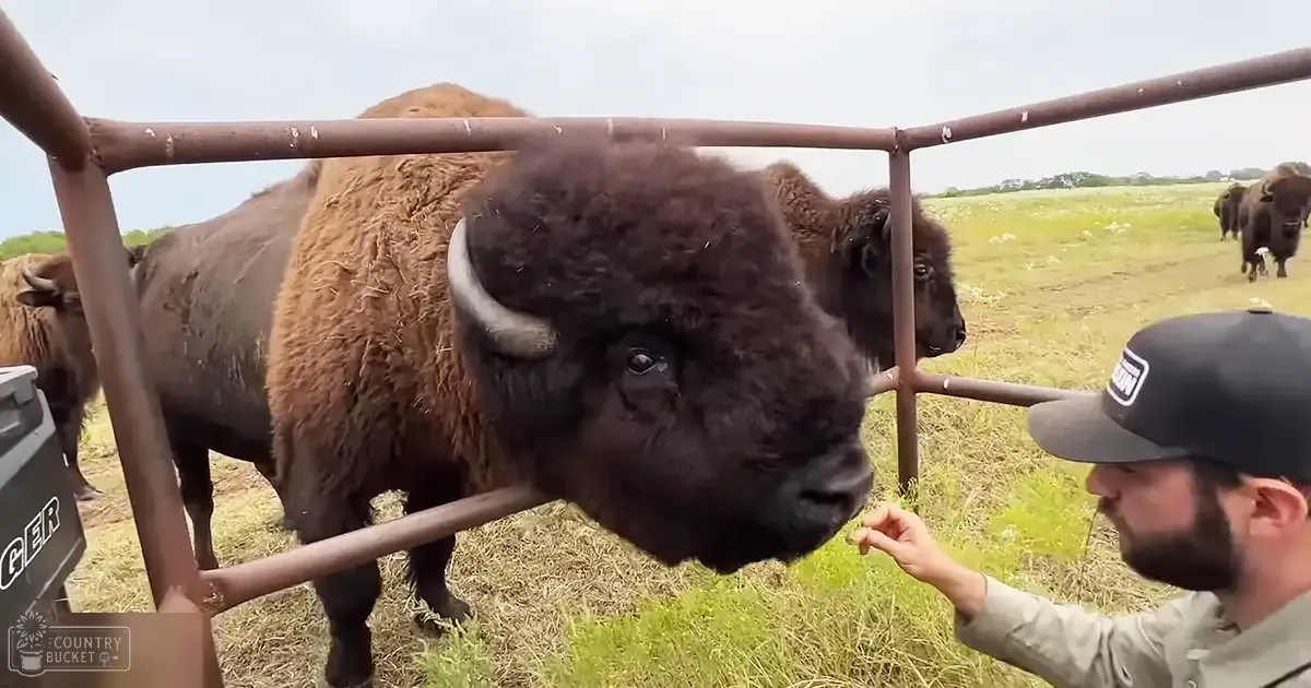 A bison with a dark brown coat, black face, and horns stands in an open field surrounded by other bison. A person wearing a dark cap labeled 'GUN' and a light green button-up shirt is visible nearby.